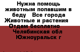Нужна помощь животным попавшим в беду - Все города Животные и растения » Отдам бесплатно   . Челябинская обл.,Южноуральск г.
